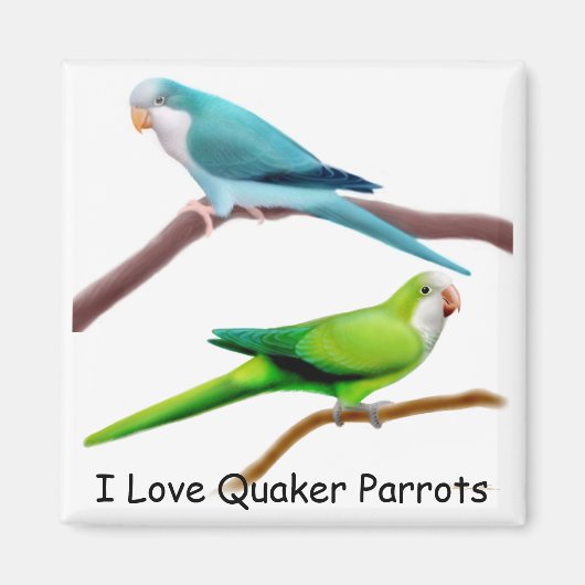 Magnet de perroquets de quaker (Devant)