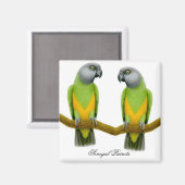 Magnet de perroquets du Sénégal (Recto/Verso)