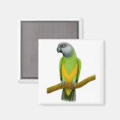 Magnet de perroquets du Sénégal (Recto/Verso)