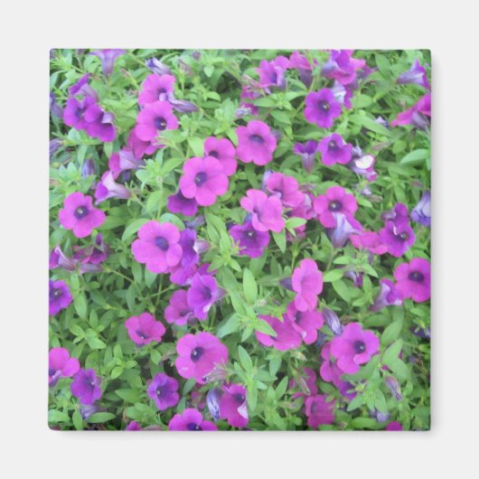 Magnet de pétunias pourpre (Devant)