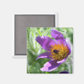 Magnet de photographie à fleurs violettes Pasque (Recto/Verso)
