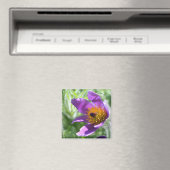 Magnet de photographie à fleurs violettes Pasque (In Situ (Lave-vaisselle))