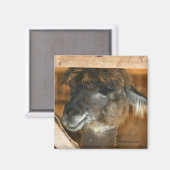 Magnet de photographie d'animal de ferme Cutey Lla (Recto/Verso)