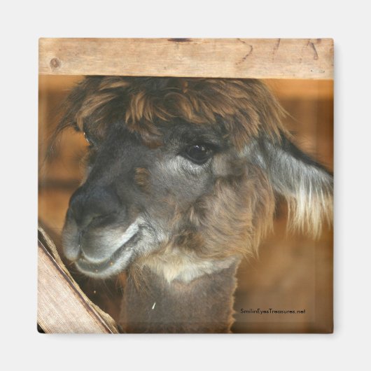 Magnet de photographie d'animal de ferme Cutey Lla (Devant)