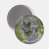 Magnet de photographie de la faune du loup gris (Recto/Verso)