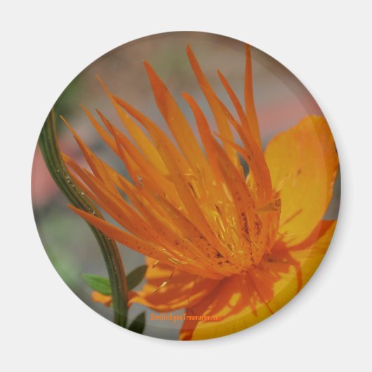 Magnet de photographie orange jaune (Devant)