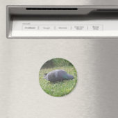 Magnet de pigeon dormant (In Situ (Lave-vaisselle))