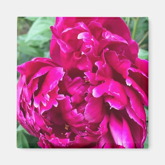 Magnet de pivoine (Devant)