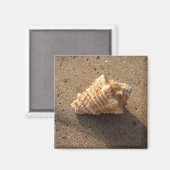 Magnet de plage de sable de coquillage (Recto/Verso)
