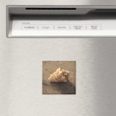 Magnet de plage de sable de coquillage (In Situ (Lave-vaisselle))