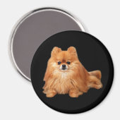 Magnet de Poméranie (Recto/Verso)