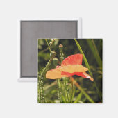 Magnet de Poppy (Recto/Verso)