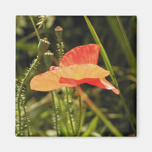 Magnet de Poppy