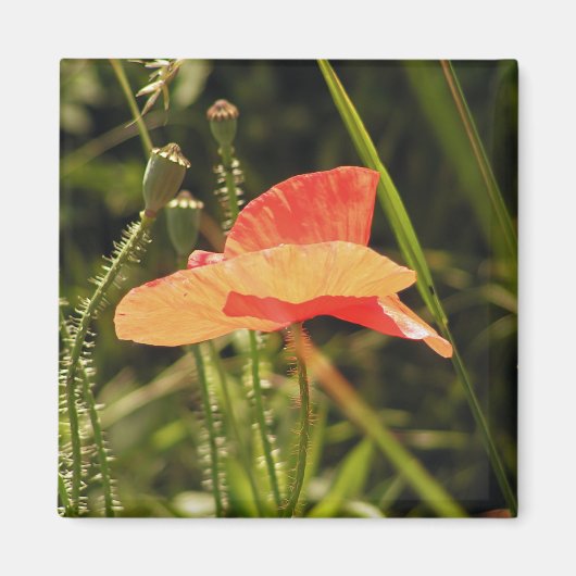 Magnet de Poppy (Devant)