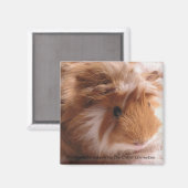 Magnet de porc de Guinée #1 (Recto/Verso)