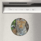 Magnet de portrait léopard (In Situ (Lave-vaisselle))