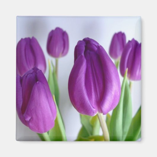 Magnet de printemps de Tulipe pourpre (Devant)