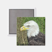 Magnet de profil d'aigle à tête blanche (Recto/Verso)