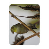 Magnet de profil Goldfinch (Vertical)