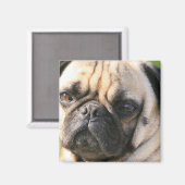 Magnet de race de chien carlin (Recto/Verso)
