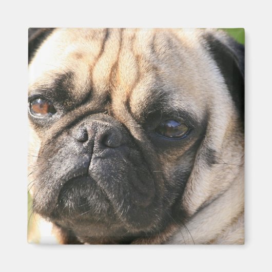 Magnet de race de chien carlin (Devant)