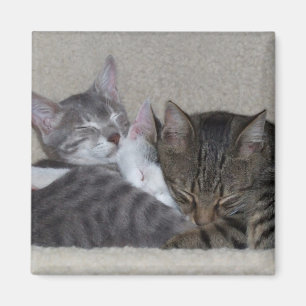 Magnet de réfrigérateur de chat