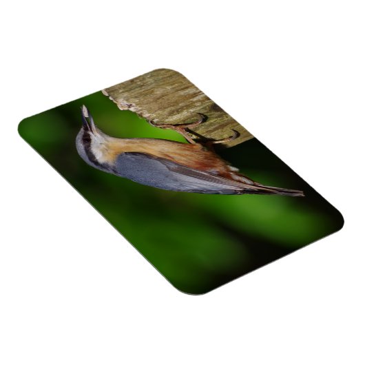 Magnet de réfrigérateur Nuthatch (Côté Droit)