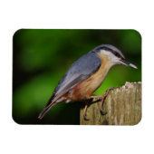 Magnet de réfrigérateur Nuthatch (Horizontal)