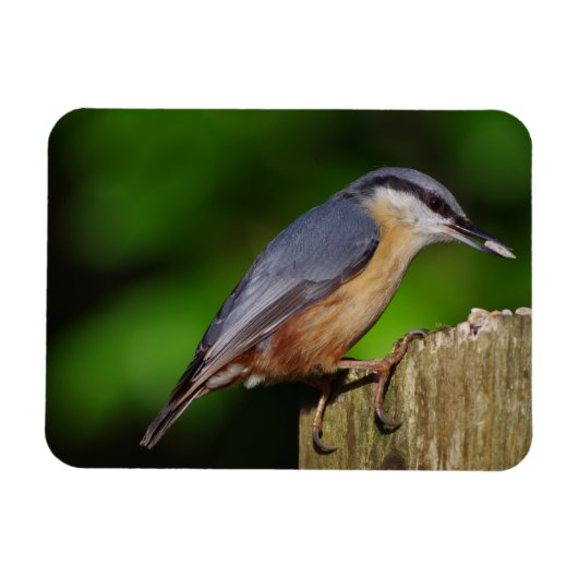 Magnet de réfrigérateur Nuthatch (Horizontal)