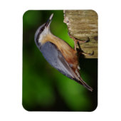 Magnet de réfrigérateur Nuthatch (Vertical)
