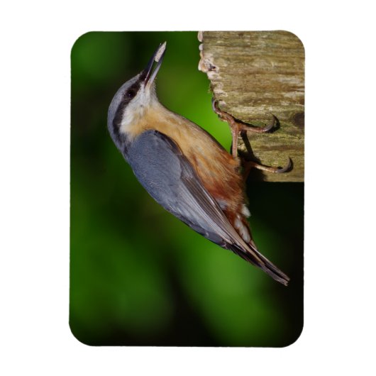 Magnet de réfrigérateur Nuthatch (Vertical)