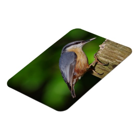 Magnet de réfrigérateur Nuthatch (Côté Gauche)