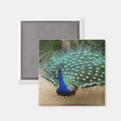 Magnet de réfrigérateur Peacock (Recto/Verso)