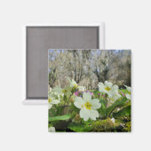 Magnet de réfrigérateur Primrose (Recto/Verso)