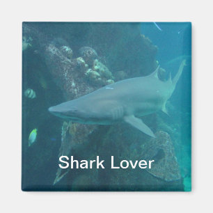 Magnet de requins