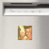 Magnet de rêve (In Situ (Lave-vaisselle))