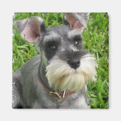 Magnet de Schnauzer miniature (Devant)