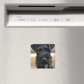 Magnet de Schnauzer miniature (In Situ (Lave-vaisselle))