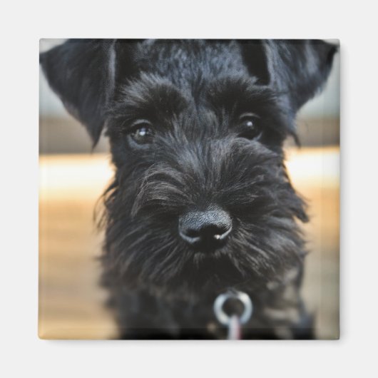 Magnet de Schnauzer miniature (Devant)