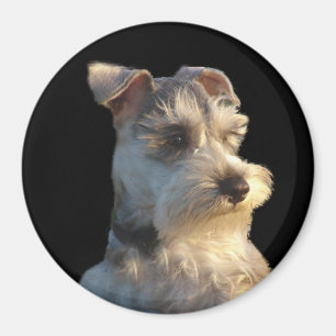 Magnet de Schnauzer miniature