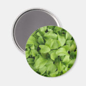 Magnet de semis de Marigold (Recto/Verso)