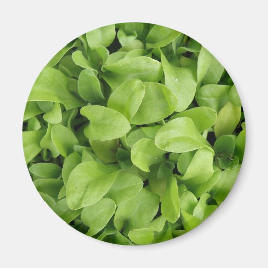 Magnet de semis de Marigold (Devant)