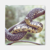 Magnet de serpent King Speckical (Devant)