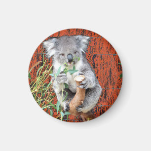 Magnet de temps de collation Koala