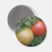 Magnet de tomates orange et rouge (Recto/Verso)