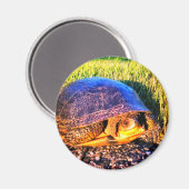 MAGNET DE TORTUE (Recto/Verso)