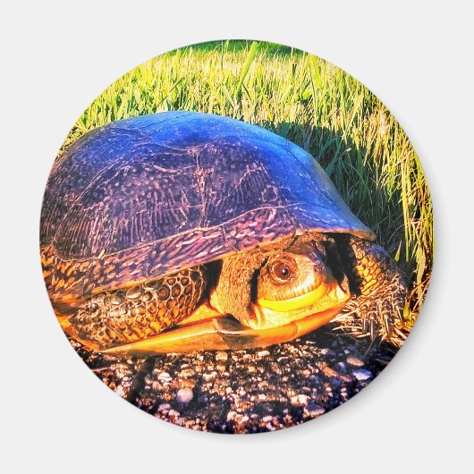 MAGNET DE TORTUE (Devant)