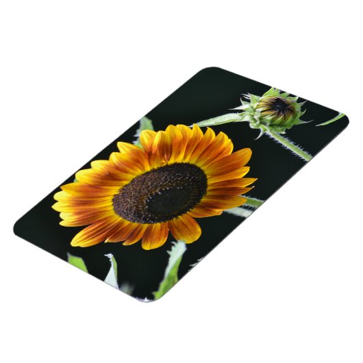Magnet de tournesol (Côté Gauche)