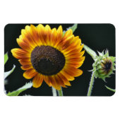 Magnet de tournesol (Horizontal)