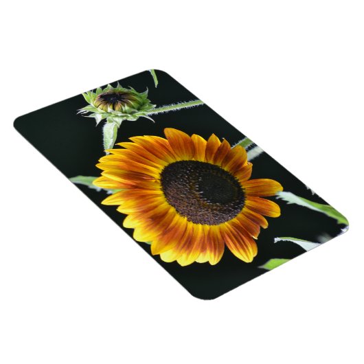 Magnet de tournesol (Côté Droit)
